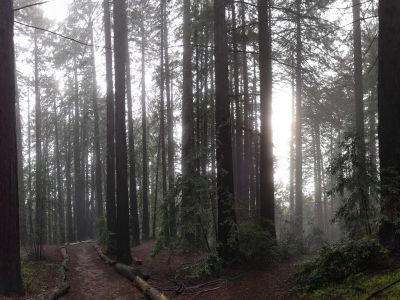 a trail lined with redwood trees through Joaquin Miller park. It is foggy but the sun is peeking through.